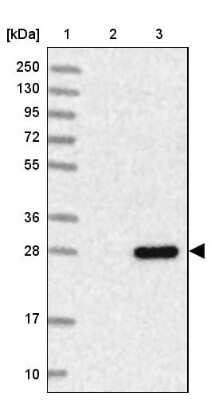 Western Blot: FLJ11184 Antibody [NBP1-87907]