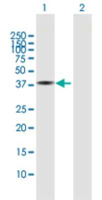 Western Blot: FLJ11506 Antibody [H00079719-B01P]
