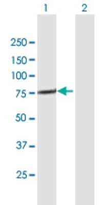 Western Blot: FLJ13946 Antibody [H00092104-B01P]