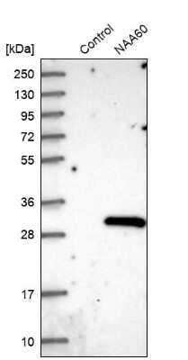 Western Blot: FLJ14154 Antibody [NBP1-91904]