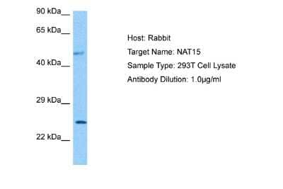 Western Blot: FLJ14154 Antibody [NBP2-87450]