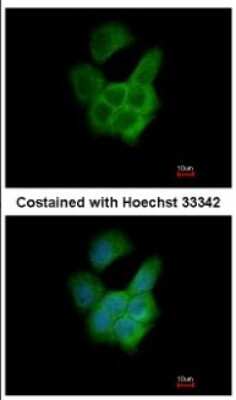 Immunocytochemistry/ Immunofluorescence: FLJ21908 Antibody [NBP2-16506]