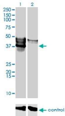 Western Blot: POMK/SGK196 Antibody (6F10) [H00084197-M03]