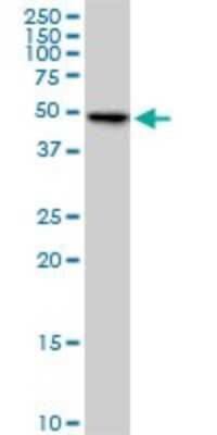 Western Blot: POMK/SGK196 Antibody (6F10) [H00084197-M03]