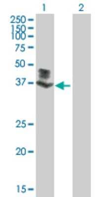 Western Blot: POMK/SGK196 Antibody [H00084197-B01P]