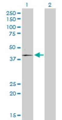 Western Blot: POMK/SGK196 Antibody [H00084197-D01P]