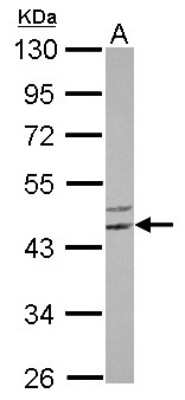 Western Blot: FLJ25006 Antibody [NBP2-14957]