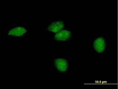 Immunocytochemistry/ Immunofluorescence: FLJ35220 Antibody [H00284131-B01P]