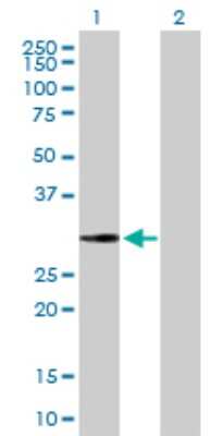 Western Blot: FLJ35220 Antibody [H00284131-B01P]