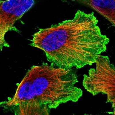 Immunocytochemistry/ Immunofluorescence: FLJ37078 Antibody [NBP1-91906]