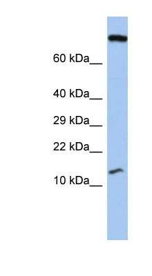 Western Blot: FLJ37543 Antibody [NBP1-79600]