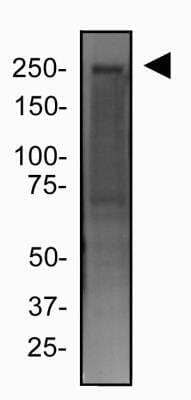 Western Blot: FLNC AntibodyBSA Free [NBP2-79816]