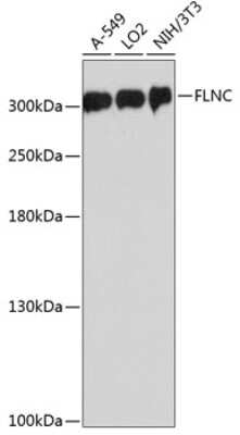 Western Blot: FLNC AntibodyAzide and BSA Free [NBP3-04857]