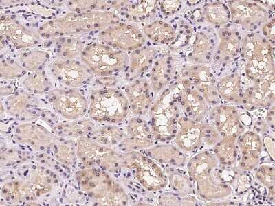 Immunohistochemistry-Paraffin: FLRT1 Antibody [NBP2-97173]
