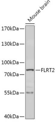 Western Blot: FLRT2 AntibodyAzide and BSA Free [NBP3-04079]