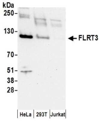 Western Blot: FLRT3 Antibody [NBP2-36566]