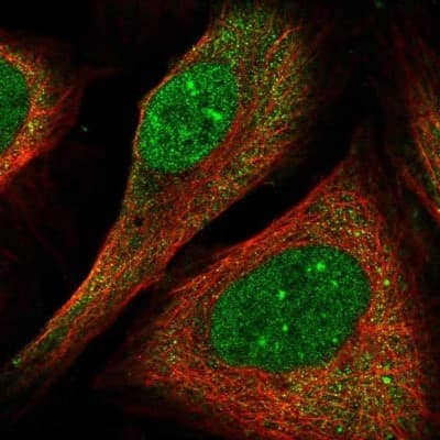 Immunocytochemistry/ Immunofluorescence: FLYWCH1 Antibody [NBP1-85041]