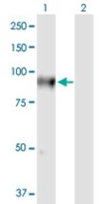 Western Blot: FLYWCH1 Antibody [H00084256-B01P]