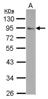 Western Blot: FLYWCH1 Antibody [NBP2-16510]