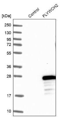 Western Blot: FLYWCH2 Antibody [NBP1-86227]