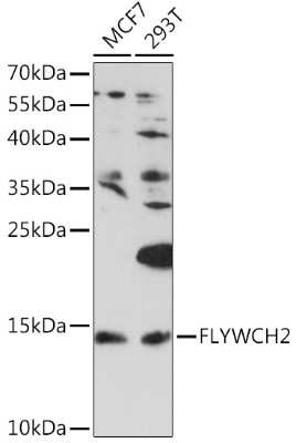 Western Blot: FLYWCH2 AntibodyAzide and BSA Free [NBP3-05083]