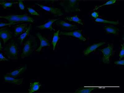 Immunocytochemistry/ Immunofluorescence: FMN1 Antibody (4F4) [H00342184-M07]