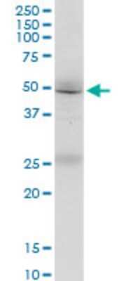 Western Blot: FMN1 Antibody (4F4) [H00342184-M07]
