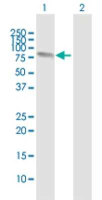 Western Blot: FMN1 Antibody [H00342184-B01P]