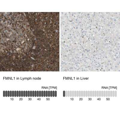 Immunohistochemistry-Paraffin: FMNL1 Antibody [NBP1-88460]