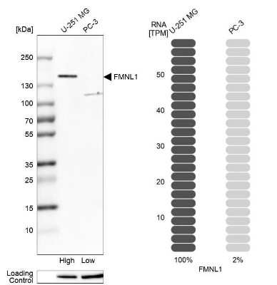 Western Blot: FMNL1 Antibody [NBP1-88460]