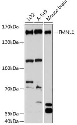 Western Blot: FMNL1 AntibodyAzide and BSA Free [NBP3-05173]