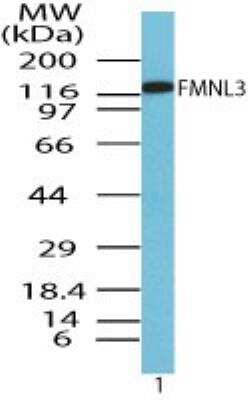 Western Blot: FMNL3 Antibody [NBP2-24724]