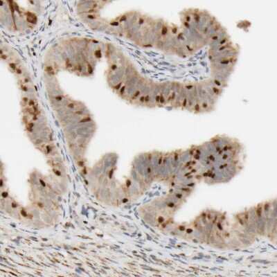 Immunohistochemistry-Paraffin: FMO1 Antibody [NBP1-86412]