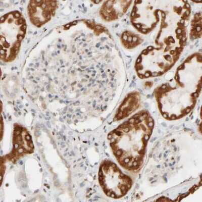 Immunohistochemistry-Paraffin: FMO1 Antibody [NBP1-86412]