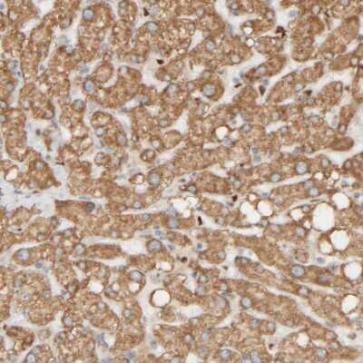 Immunohistochemistry-Paraffin: FMO1 Antibody [NBP1-86412]