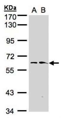 Western Blot: FMO1 Antibody [NBP1-32469]