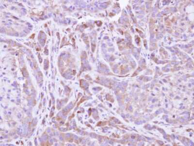 Immunohistochemistry-Paraffin: FMO2 Antibody [NBP1-33318]