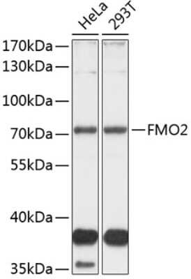 Western Blot: FMO2 AntibodyBSA Free [NBP3-04849]