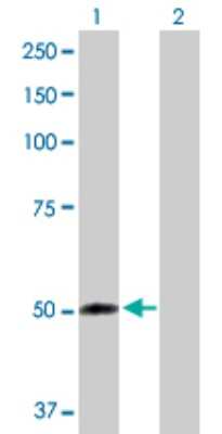 Western Blot: FMO2 Antibody [H00002327-D01P]