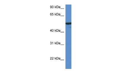 Western Blot: FMO2 Antibody [NBP2-87454]