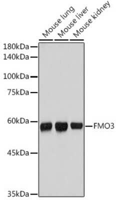 Western Blot: FMO3 Antibody (6Q10X9) [NBP3-15688]