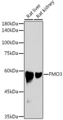 Western Blot: FMO3 Antibody (6Q10X9) [NBP3-15688]