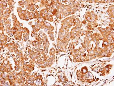 Immunohistochemistry-Paraffin: FMO3 Antibody [NBP1-33583]