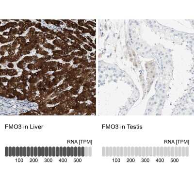 Immunohistochemistry-Paraffin: FMO3 Antibody [NBP1-86083]