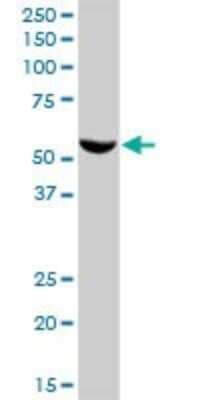 Western Blot: FMO3 Antibody [H00002328-B01P]