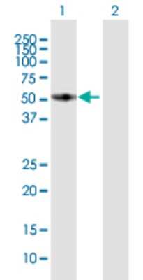 Western Blot: FMO3 Antibody [H00002328-B01P]