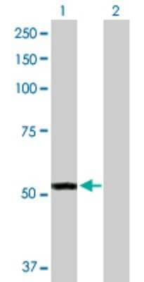 Western Blot: FMO3 Antibody [H00002328-D01P]