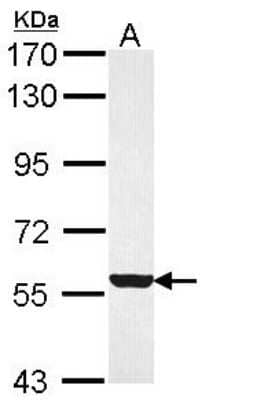 Western Blot: FMO3 Antibody [NBP1-33583]