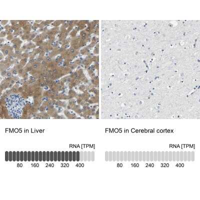 Immunohistochemistry-Paraffin: FMO5 Antibody [NBP1-86093]