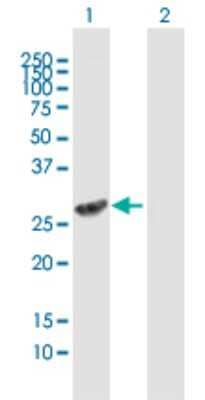 Western Blot: FMO5 Antibody [H00002330-B01P]